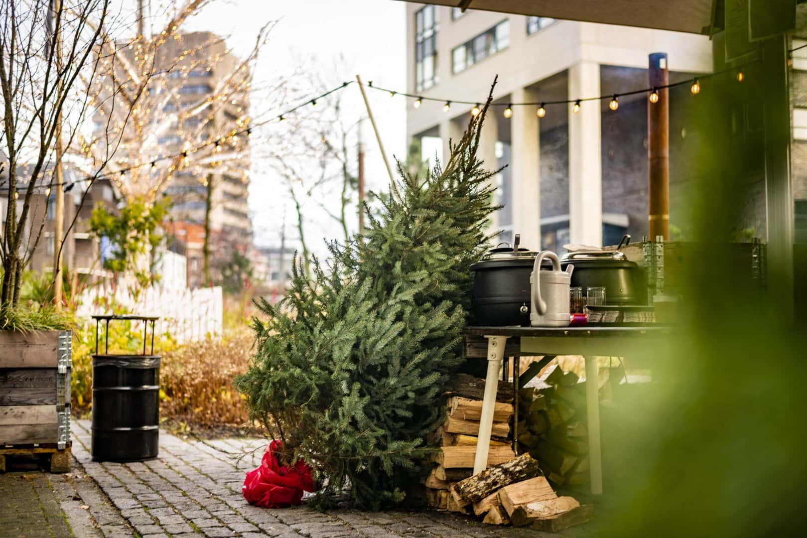 Max Kneefel 7x Weihnachtsbaum kaufen (und zurückgeben)