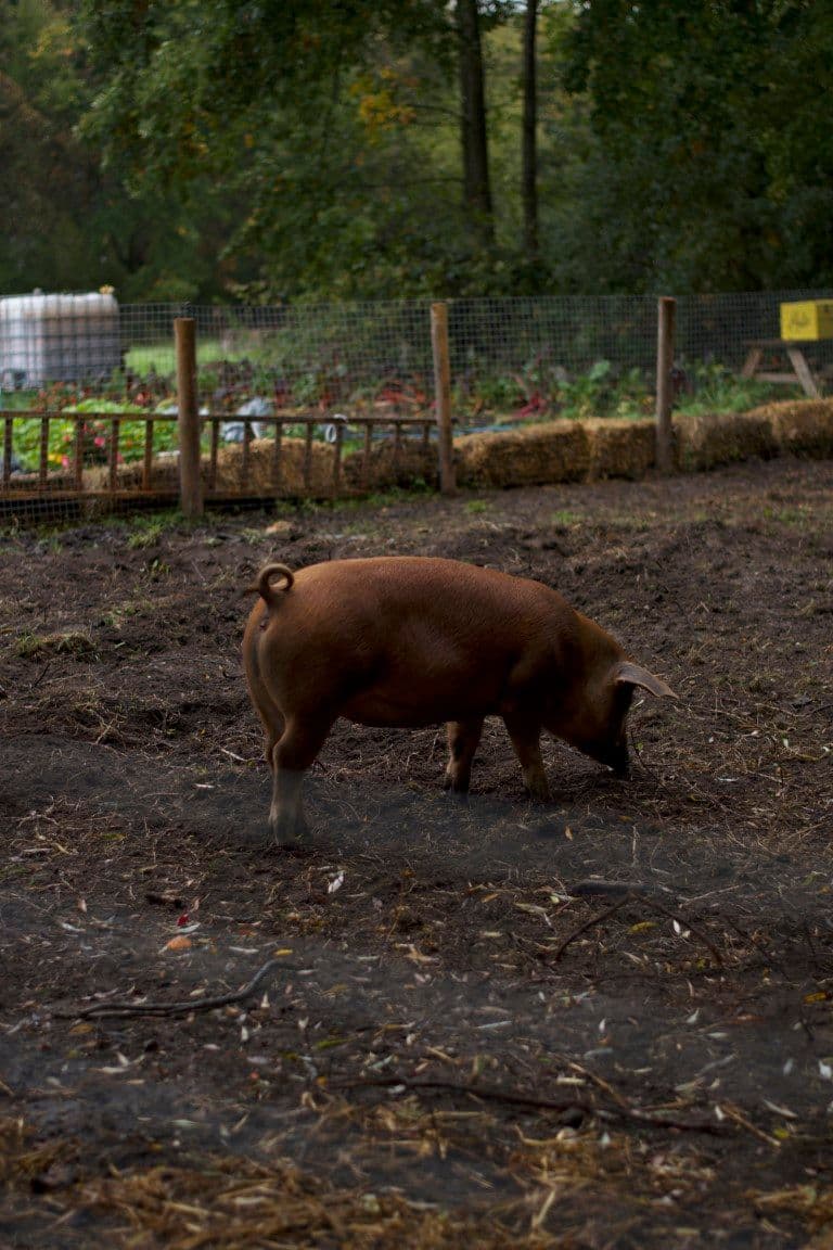 Phood Farm @ Niels Feijen