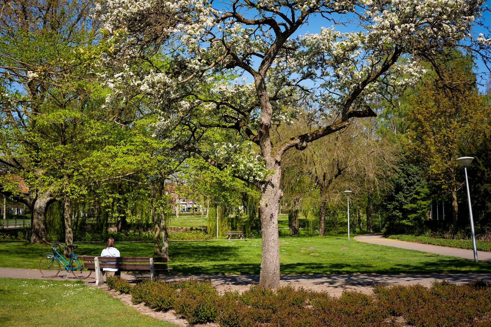 Max Kneefel Anne Frankplantsoen + Lex en Edo Hornemannplantsoen