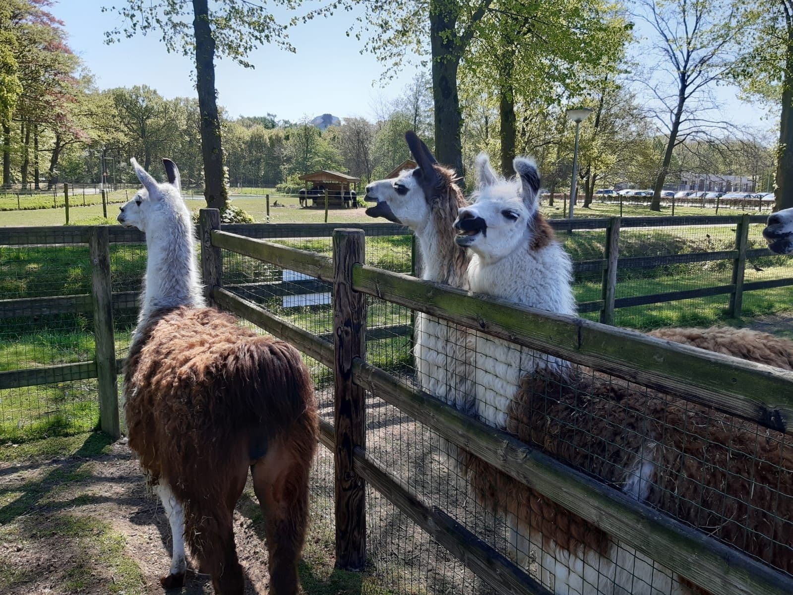 Default copyright Boerderij de Haen & De Paardenhoeve