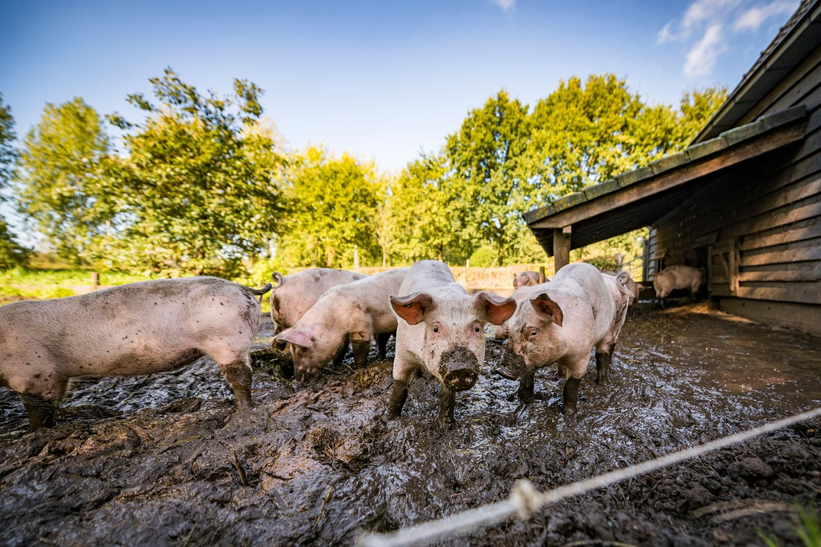 Max Kneefel Genneper Hoeve