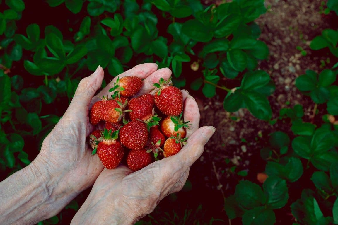 Eine Handvoll Erdbeeren