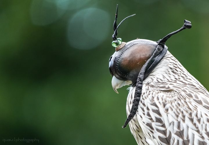 Falconcrest Falconry